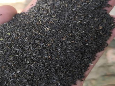 黑心菊種子什么時(shí)候成熟？