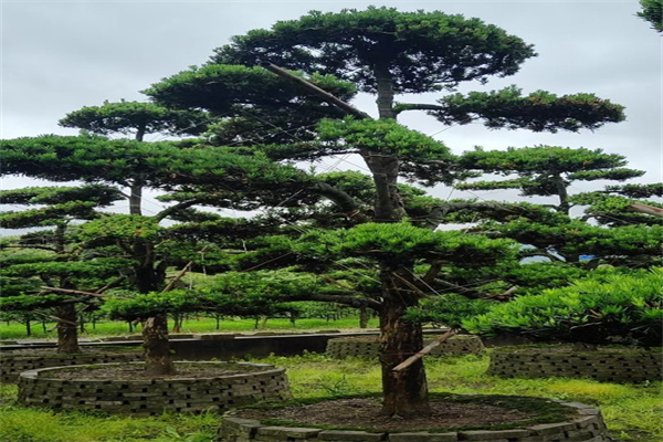 羅漢松.jpg