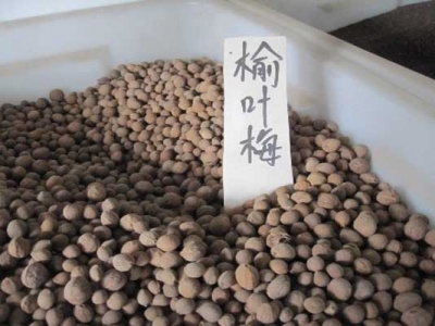榆葉梅種子怎么種？