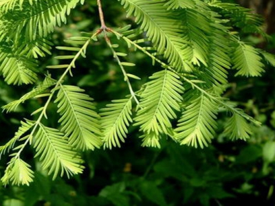 水杉的花語和寓意是什么？