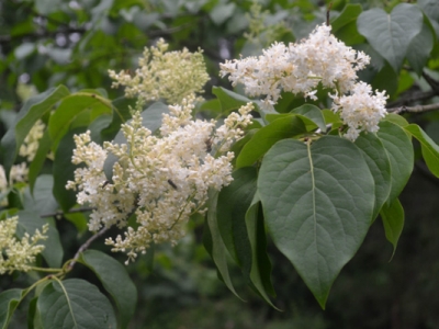 暴馬丁香花語(yǔ)和寓意是什么？