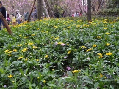 串葉松香草花語(yǔ)是什么？