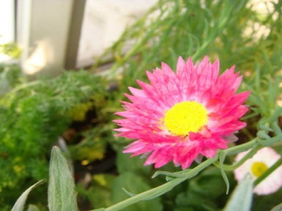 永生菊花語是什么？