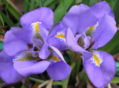 鳶尾花在哪里生長，鳶尾花什么時候開花