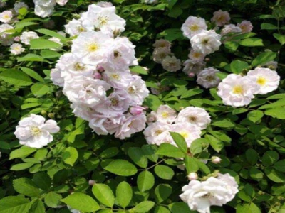 北方薔薇哪個(gè)品種好養(yǎng)？