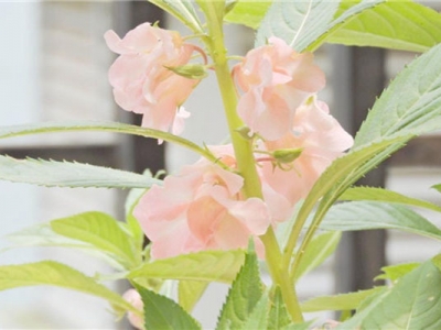 鳳仙花六月底可以種嗎？
