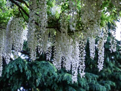 15平方可以種多少紫藤花？