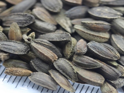 非洲菊能種種子嗎？
