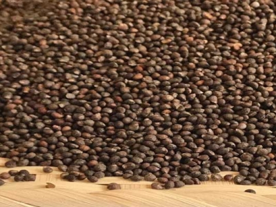 紫蘇種子第二年還能種植嗎？