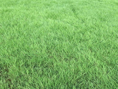剪股穎和結(jié)縷草哪個(gè)適合種植運(yùn)動(dòng)草坪？