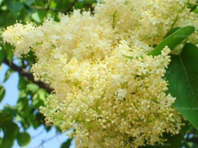 暴馬丁香花一斤多少錢