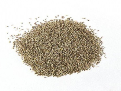兩年以上花草種子能種嗎？