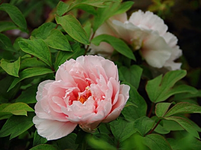 牡丹花種子6月份能種嗎？