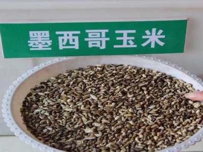 墨西哥玉米草種子河北能種嗎？