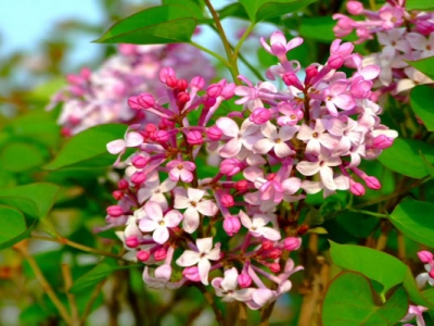 丁香種子播種后多長時間發(fā)芽？