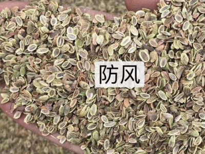 防風(fēng)種子多少錢(qián)一斤