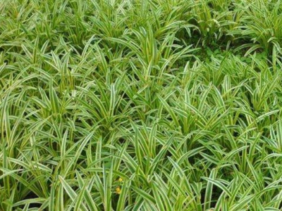 金邊麥冬種植多少一平方？