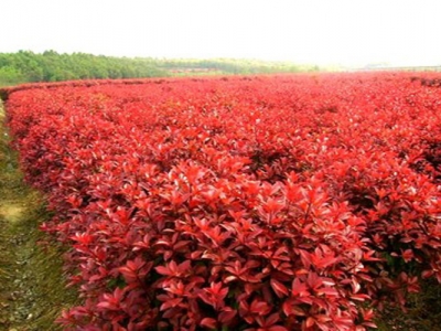 紅瑞木開花嗎？