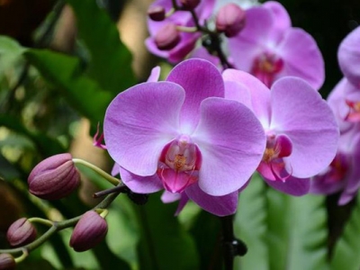 蝴蝶蘭夏天開花嗎？