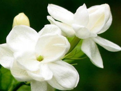 茉莉花會(huì)開花結(jié)籽嗎？