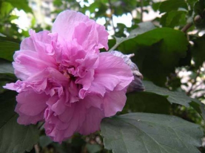木槿花容易開(kāi)花嗎？