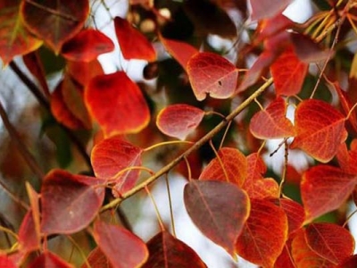 烏桕樹開花嗎？