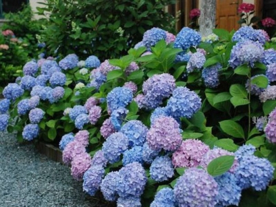 繡球花冬季開花嗎？