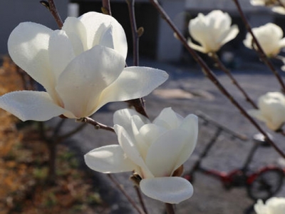 玉蘭花樹多少錢一棵？