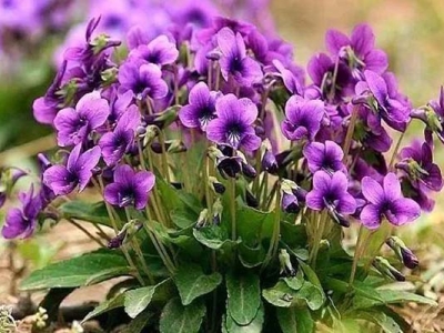 紫花地丁種子多少錢一斤？