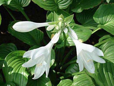 玉簪花多少錢一株？