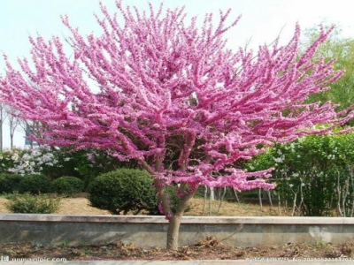 紫荊紅花樹多少錢一棵？