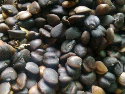 玉蘭花樹6公分粗多少錢一棵？