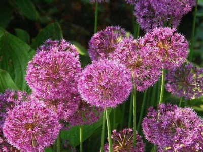 大花蔥當(dāng)年開花嗎？