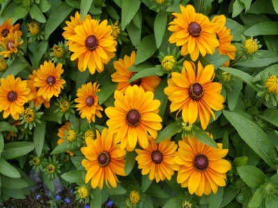 金光菊春天種當(dāng)年能開花嗎？