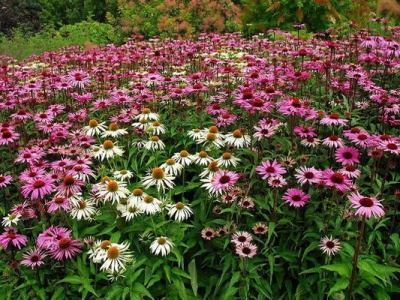 松果菊五月種了當年還開花嗎？
