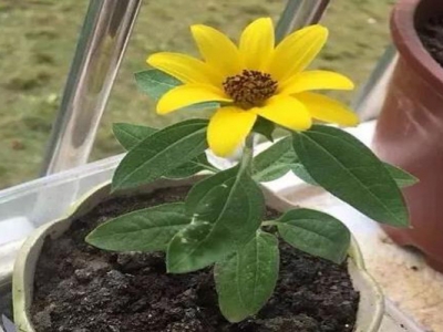 小矮人迷你向日葵的開花季？
