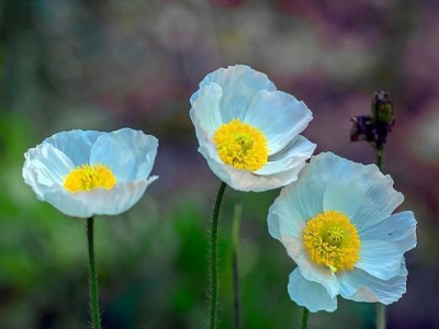 虞美人多少天發(fā)芽開花？