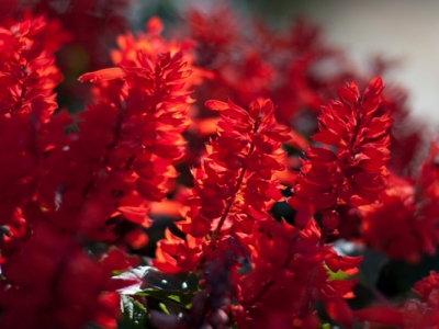 一串紅已經(jīng)有點開花了還要不要施薄肥？