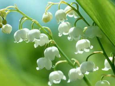 風(fēng)鈴花開花季節(jié)是什么時候？