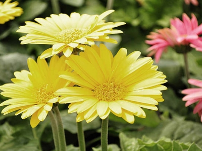 非洲菊開花季節(jié)是什么時候？