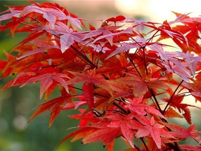 紅楓樹(shù)什么季節(jié)種植最佳？