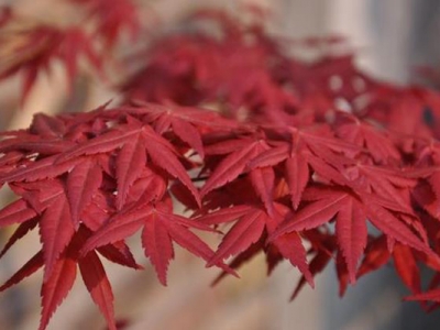 紅楓樹(shù)適合什么地方種植？