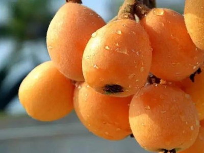 枇杷樹(shù)什么時(shí)候種最合適？