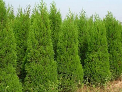 種2米5高的蜀檜什么時間栽最好？