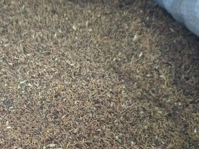 珍珠梅種子多久發(fā)芽