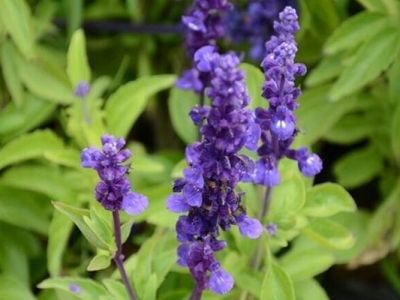 藍(lán)花鼠尾草開花能開多久？