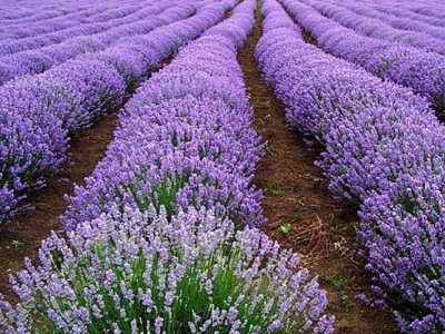 薰衣草發(fā)芽后多久開花？