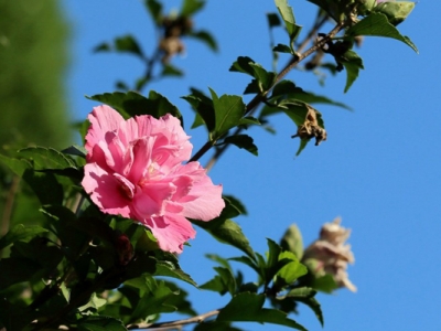 木槿花東北可以養(yǎng)嗎？