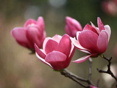 紫玉蘭花可以種家門口嗎？