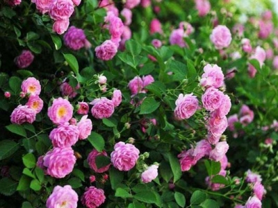 夏天可以移植薔薇花嗎？